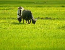 BERGURU BISNIS KEPADA PETANI
